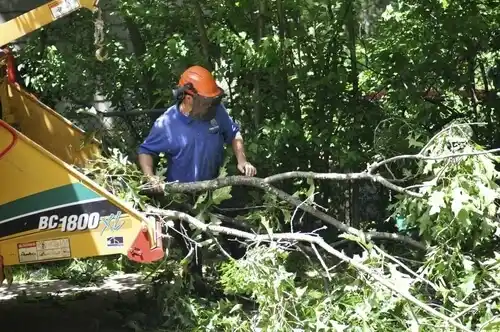 tree services Wanamassa